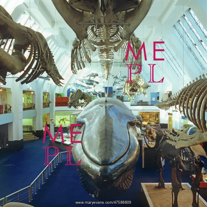 : Balaenoptera musculus, blue whale : Balaenoptera musculus, blue whale