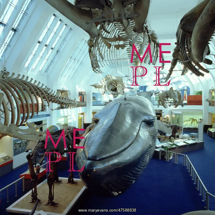 : Balaenoptera musculus, blue whale : Balaenoptera musculus, blue whale