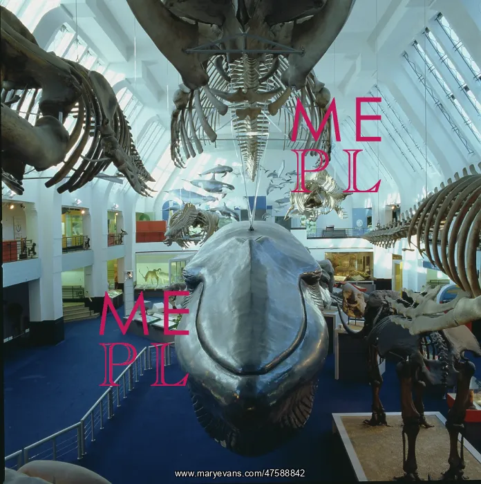 : Balaenoptera musculus, blue whale : Balaenoptera musculus, blue whale