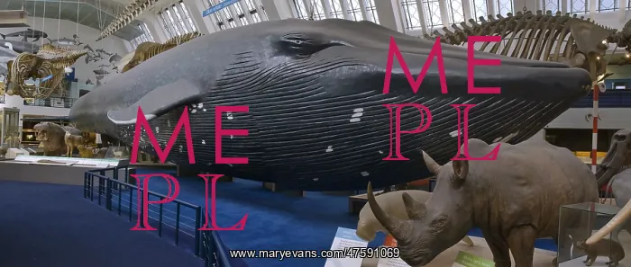 : Balaenoptera musculus, blue whale : Balaenoptera musculus, blue whale