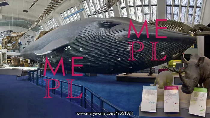 : Balaenoptera musculus, blue whale : Balaenoptera musculus, blue whale