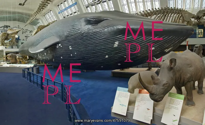 : Balaenoptera musculus, blue whale : Balaenoptera musculus, blue whale
