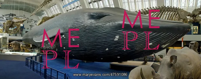 : Balaenoptera musculus, blue whale : Balaenoptera musculus, blue whale