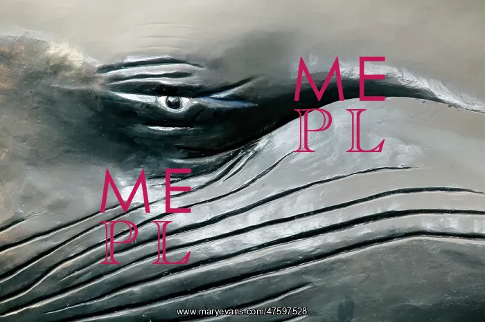 : Balaenoptera musculus, blue whale : Balaenoptera musculus, blue whale