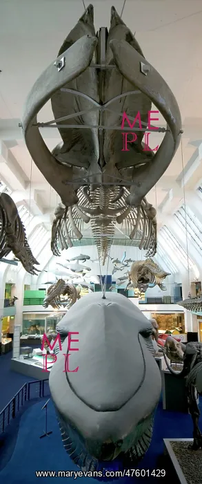 : Balaenoptera musculus, blue whale : Balaenoptera musculus, blue whale