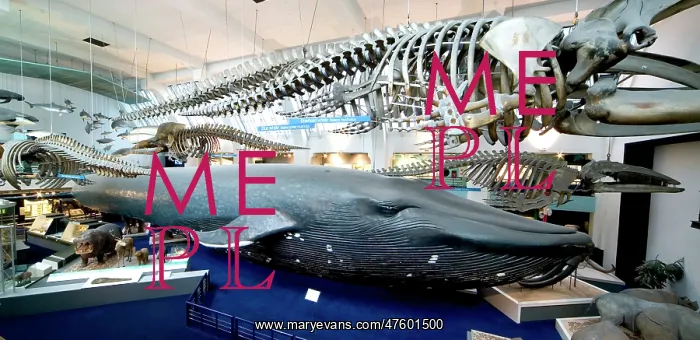 : Balaenoptera musculus, blue whale : Balaenoptera musculus, blue whale