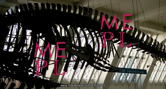 : Balaenoptera musculus, blue whale : Balaenoptera musculus, blue whale