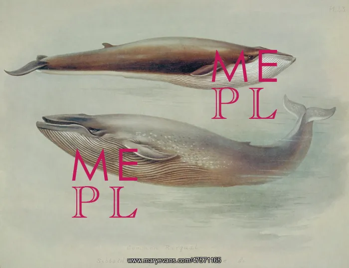 : Balaenoptera musculus, blue whale and Balaenoptera physalus : Balaenoptera musculus, blue whale and Balaenoptera physalus