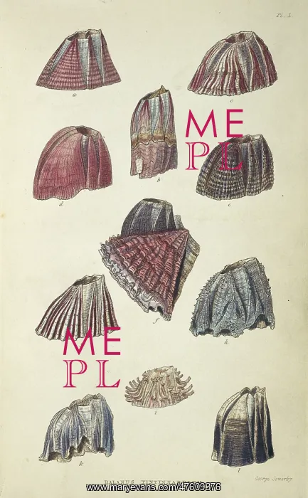 : Balanus tintinnabulum, balanidae barnacles : Balanus tintinnabulum, balanidae barnacles