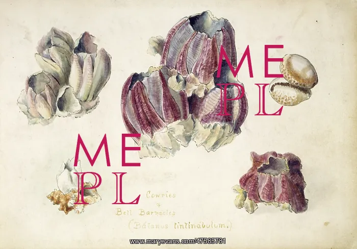 : Balanus tintinnabulum, bell barnacle : Balanus tintinnabulum, bell barnacle