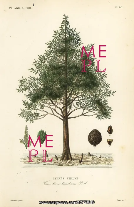 : Bald cypress or swamp cypress tree, Taxodium distichum : Bald cypress or swamp cypress tree, Taxodium distichum