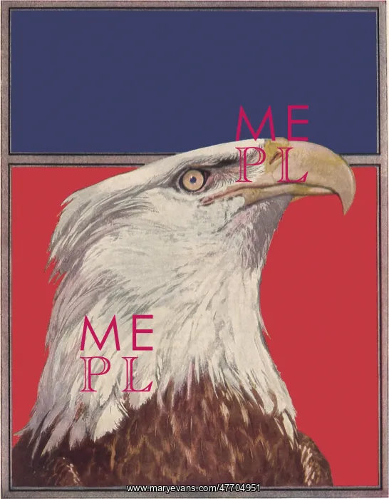  : Bald Eagle