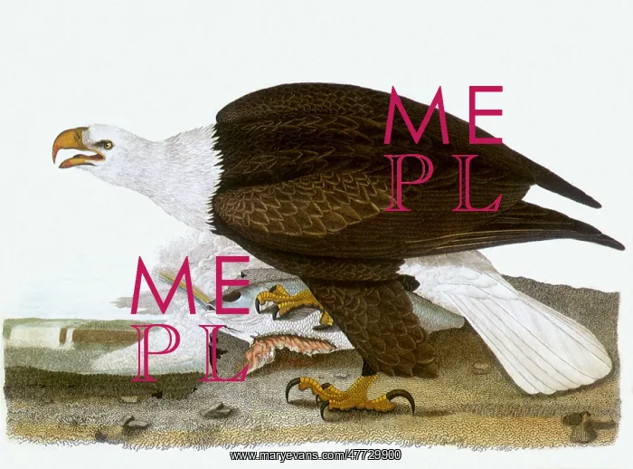 : Bald Eagle : Bald Eagle