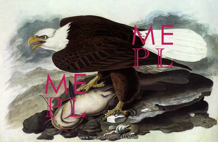 : Bald Eagle with Catfish : Bald Eagle with Catfish