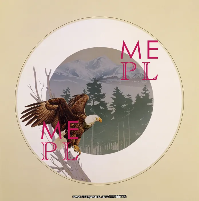 : Bald Eagle (Haliaeetus leucocephalus) : Bald Eagle (Haliaeetus leucocephalus)