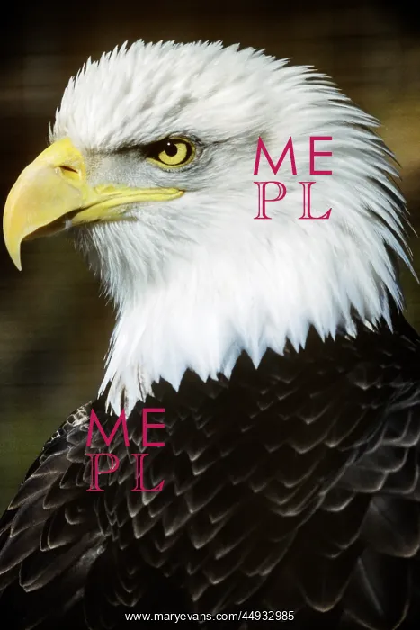 : Bald Eagle Haliaeetus Leucocephalus : Bald Eagle Haliaeetus Leucocephalus