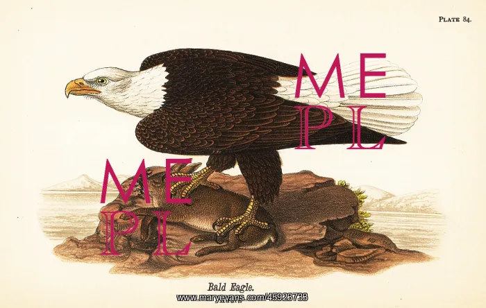 : Bald eagle, Haliaeetus leucocephalus : Bald eagle, Haliaeetus leucocephalus