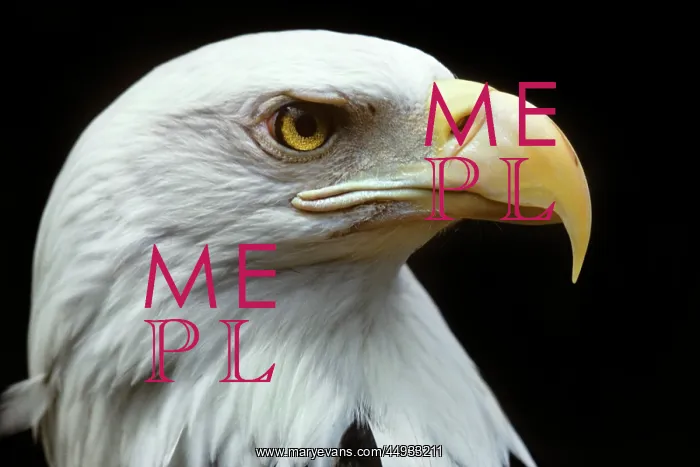 : Bald Eagle Haliaeetus Leucocephalus Profile of Head : Bald Eagle Haliaeetus Leucocephalus Profile of Head