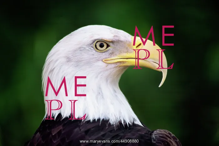 : bald eagle portrait haliaeetus leucocephalus : bald eagle portrait haliaeetus leucocephalus
