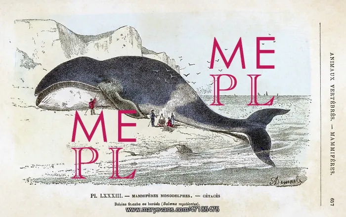  : BALEANA WHALE