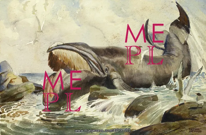 : Baleen whale : Baleen whale
