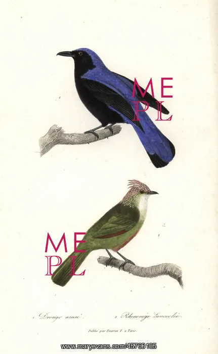 : Baliccasiao and crested gallito : Baliccasiao and crested gallito
