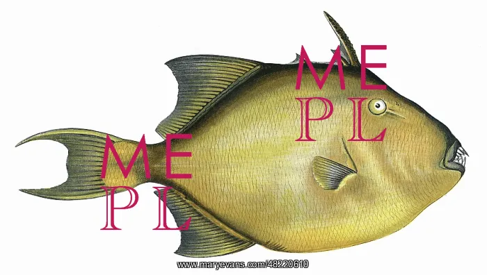 : Balistes capriscus, or Grey Triggerfish : Balistes capriscus, or Grey Triggerfish