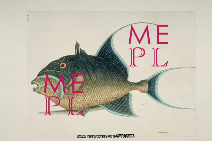 : Balistes vetula, queen trigggerfish : Balistes vetula, queen trigggerfish