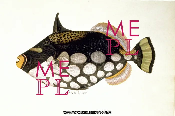 : Balistoides conspicillum, clown triggerfish : Balistoides conspicillum, clown triggerfish