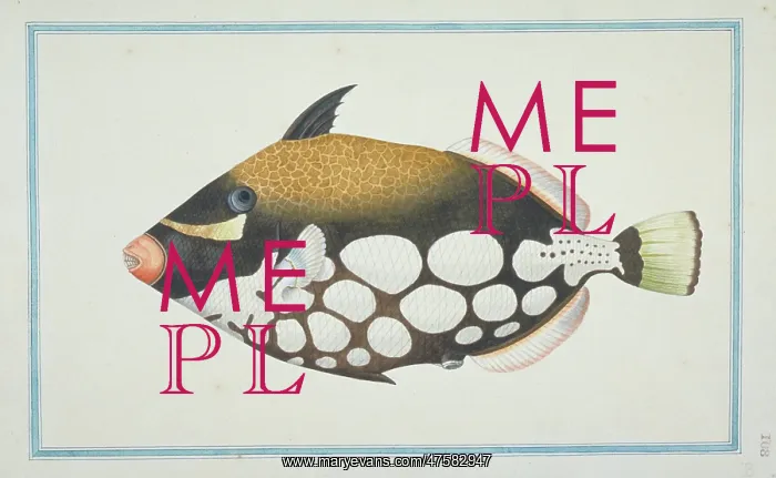 : Balistoides conspicillum, clown triggerfish : Balistoides conspicillum, clown triggerfish
