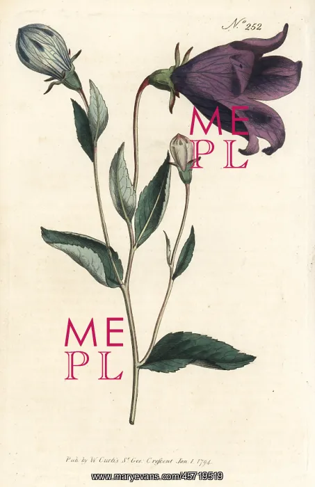 : Balloon flower, Platycodon grandiflorus : Balloon flower, Platycodon grandiflorus