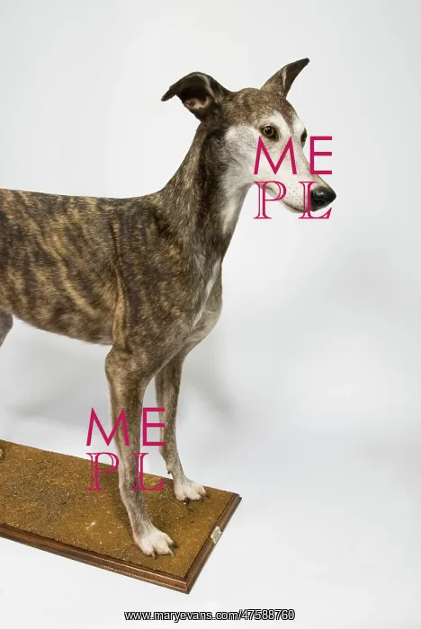 : Ballyregan Bob, greyhound : Ballyregan Bob, greyhound