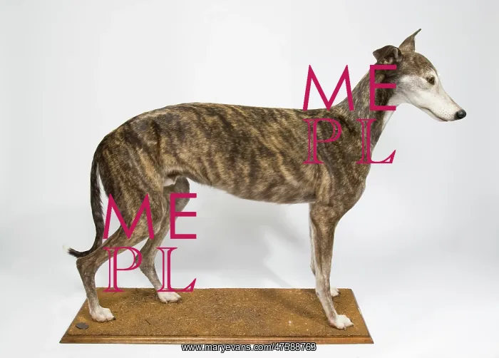 : Ballyregan Bob, greyhound : Ballyregan Bob, greyhound