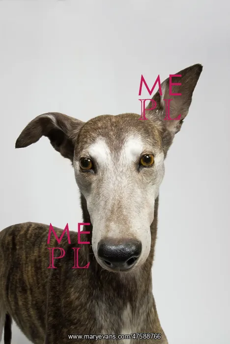 : Ballyregan Bob, greyhound : Ballyregan Bob, greyhound