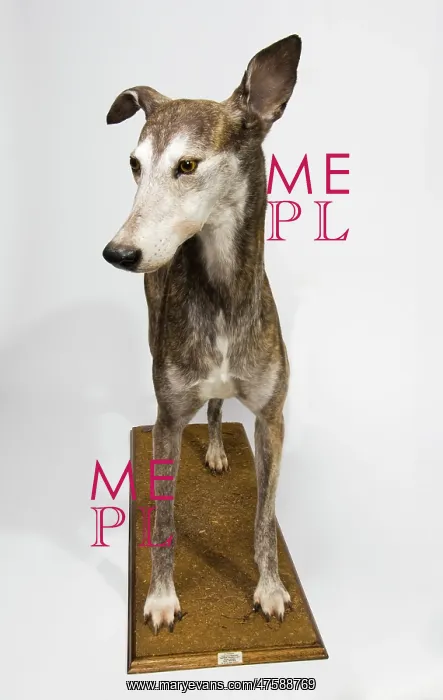 : Ballyregan Bob, greyhound : Ballyregan Bob, greyhound
