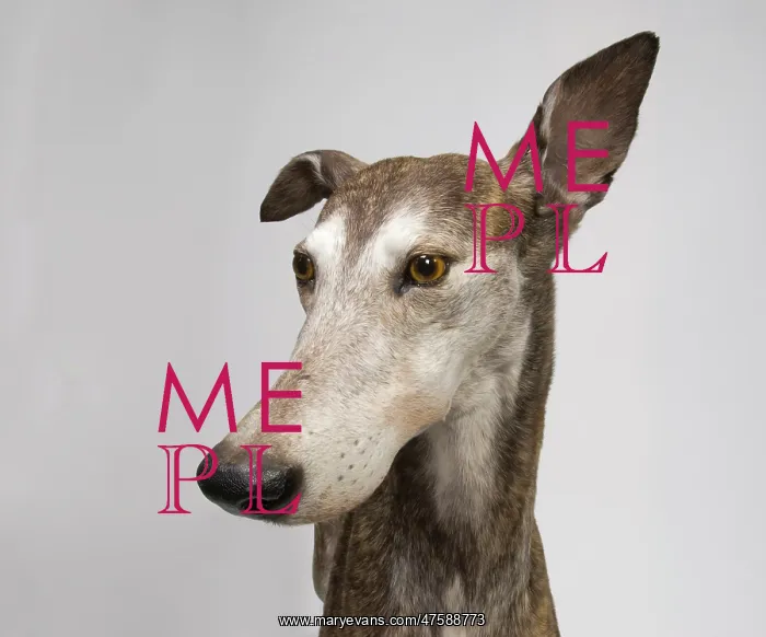 : Ballyregan Bob, greyhound : Ballyregan Bob, greyhound