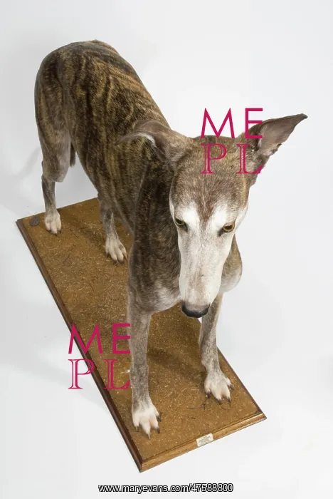 : Ballyregan Bob, greyhound : Ballyregan Bob, greyhound