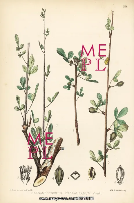 : Balm of Gilead, Commiphora gileadensis : Balm of Gilead, Commiphora gileadensis