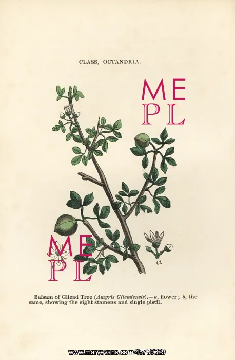 : Balm of Gilead, Commiphora gileadensis : Balm of Gilead, Commiphora gileadensis