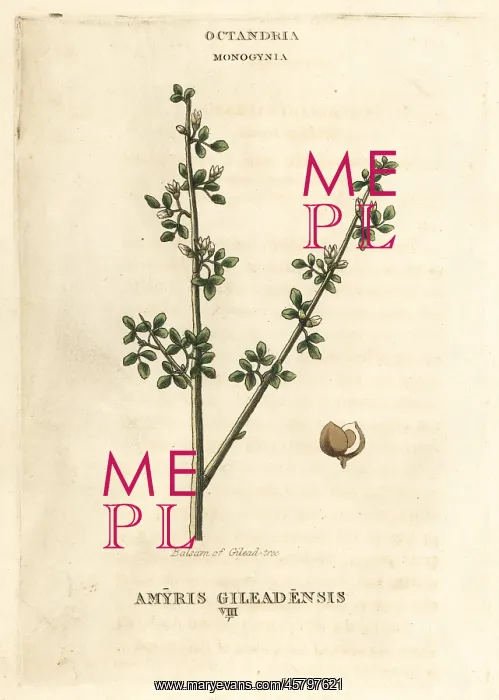 : Balm of Gilead, Commiphora gileadensis : Balm of Gilead, Commiphora gileadensis