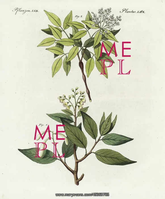  : Balm of Peru and elemi gum tree
