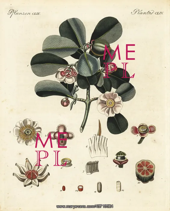  : Balsam apple, Clusia rosea