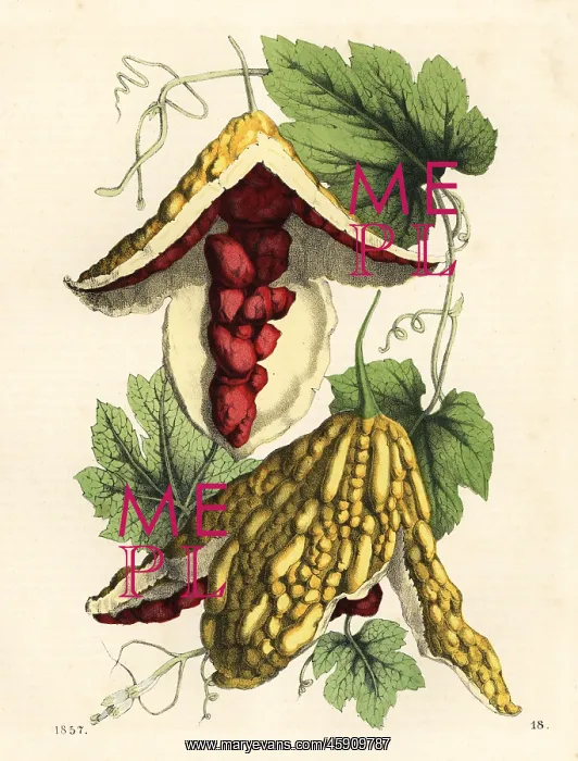 : Balsam apple, Mormodica balsamina : Balsam apple, Mormodica balsamina