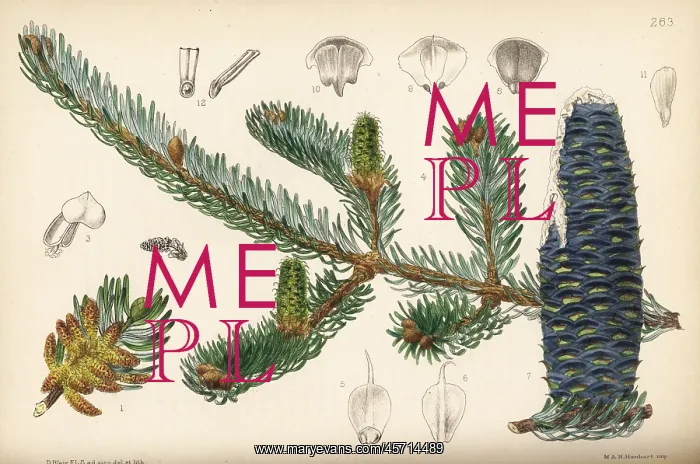 : Balsam fir, Abies balsamea : Balsam fir, Abies balsamea