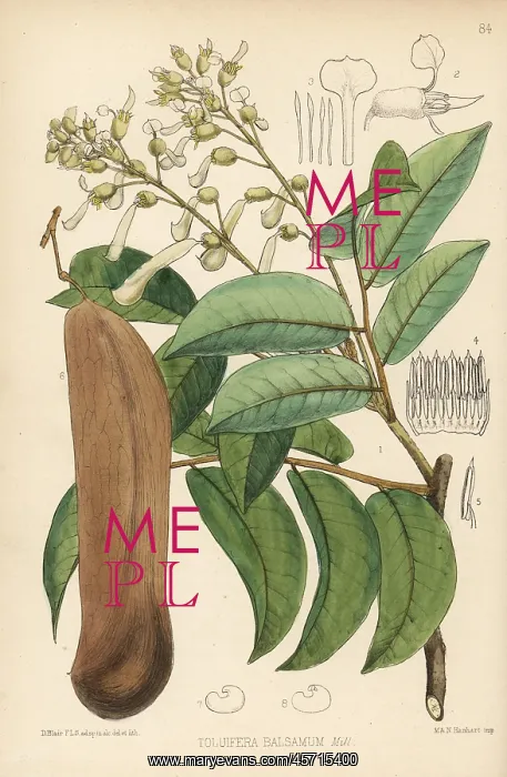 : Balsam of Peru, Myroxylon balsamum : Balsam of Peru, Myroxylon balsamum