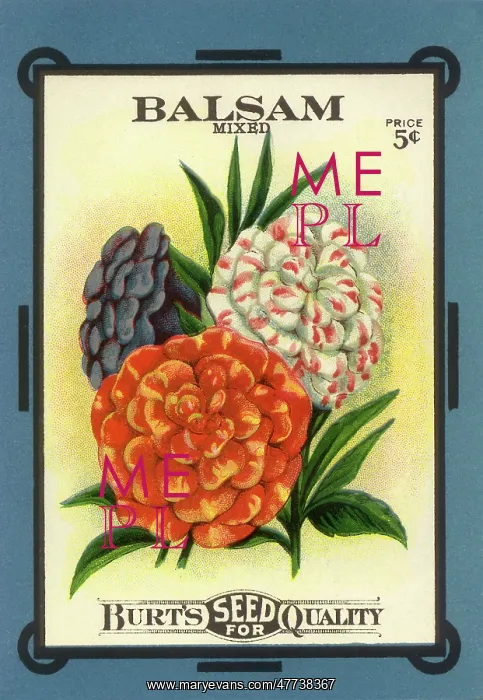  : Balsam Seed Packet