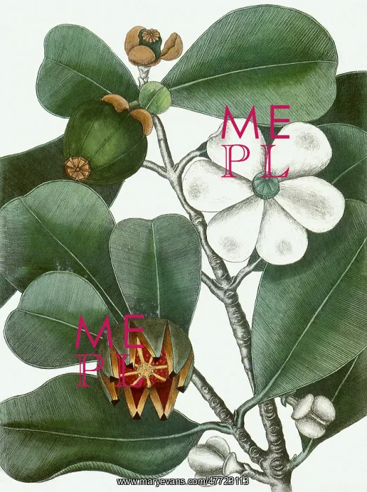  : The Balsam-Tree