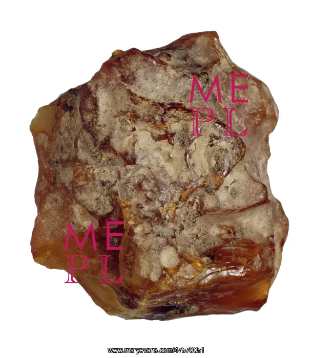 : Baltic amber : Baltic amber