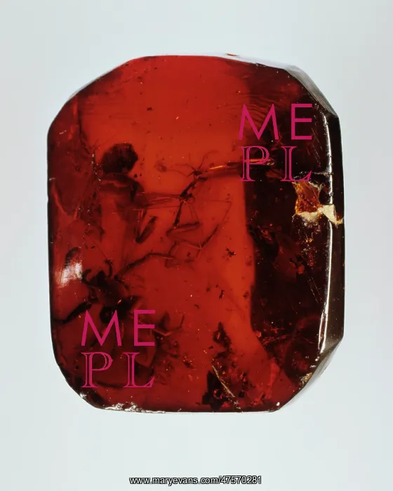 : Baltic amber : Baltic amber