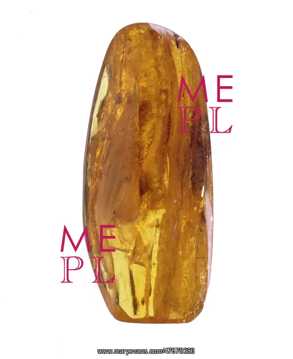  : Baltic amber